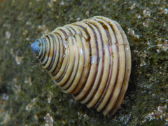 Calliostoma canaliculatum
