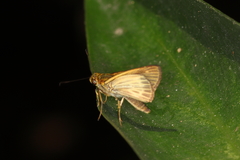 Parphorus pseudecorus