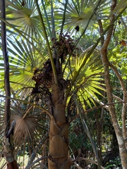Coccothrinax argentea