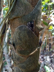 Coccothrinax argentea