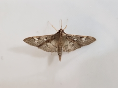 Microthyris anormalis