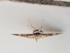 Microthyris anormalis