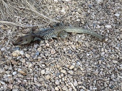 Aspidoscelis stictogrammus