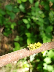 Leucanella viridescens