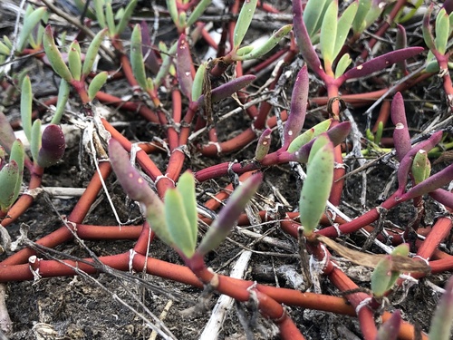 Sesuvium portulacastrum image