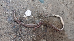 Coniophanes dromiciformis