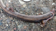 Coniophanes dromiciformis