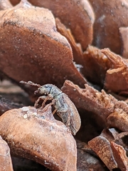 Pachyrhinus cinereus