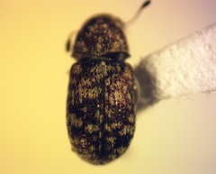 Ormiscus