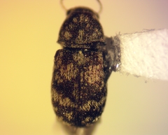 Ormiscus
