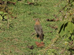 Turdus rufitorques
