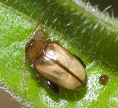 Psylliodes affinis