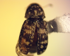Ormiscus