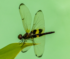 Rhyothemis phyllis