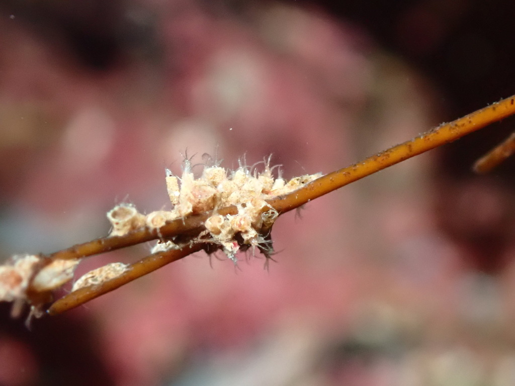 Photis longicaudata