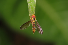 Nuntianus