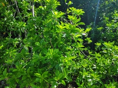 Excoecaria agallocha