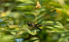 Rhyothemis phyllis