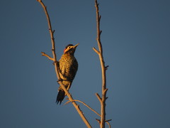 Colaptes melanochloros