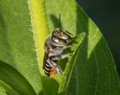 Eutricharaea