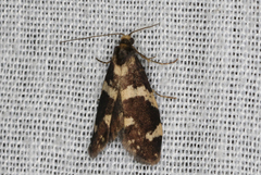 Lepidoscia tyrobathra