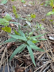 Dichanthelium patulum