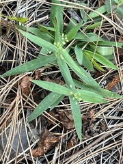 Dichanthelium patulum