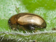 Psylliodes affinis