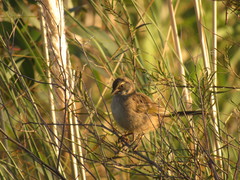Embernagra platensis