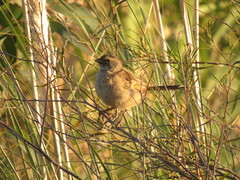 Embernagra platensis