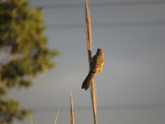 Embernagra platensis