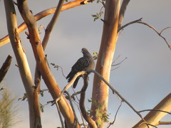 Patagioenas maculosa