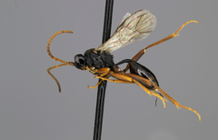 Polyaulon grandis