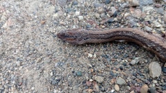 Coniophanes dromiciformis