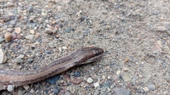Coniophanes dromiciformis