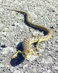 Gerrhonotus ophiurus