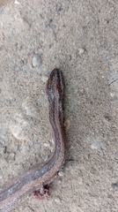 Coniophanes dromiciformis