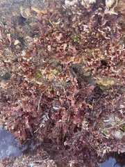Rhodymenia corallina