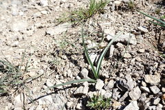 Colchicum triphyllum