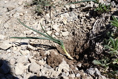 Colchicum triphyllum