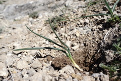 Colchicum triphyllum