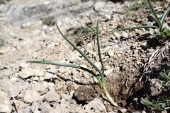 Colchicum triphyllum