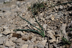 Colchicum triphyllum