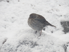 Geospizopsis unicolor