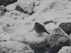 Geospizopsis unicolor