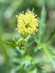 Sanicula bipinnata