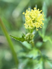 Sanicula bipinnata