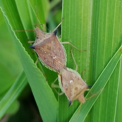 Diceraeus melacanthus