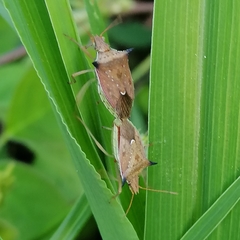 Diceraeus melacanthus