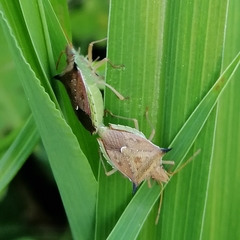 Diceraeus melacanthus